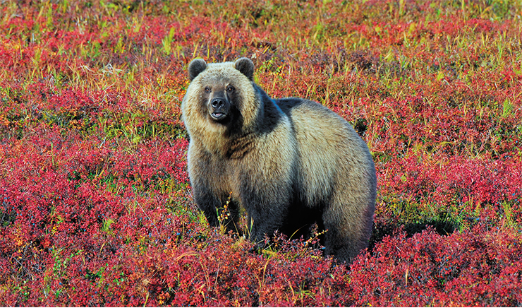 This lonely male, huge even for Kamchatka, has come to take a glance at bipeds This lonely male, huge even for Kamchatka, has come to take a glance at bipeds
