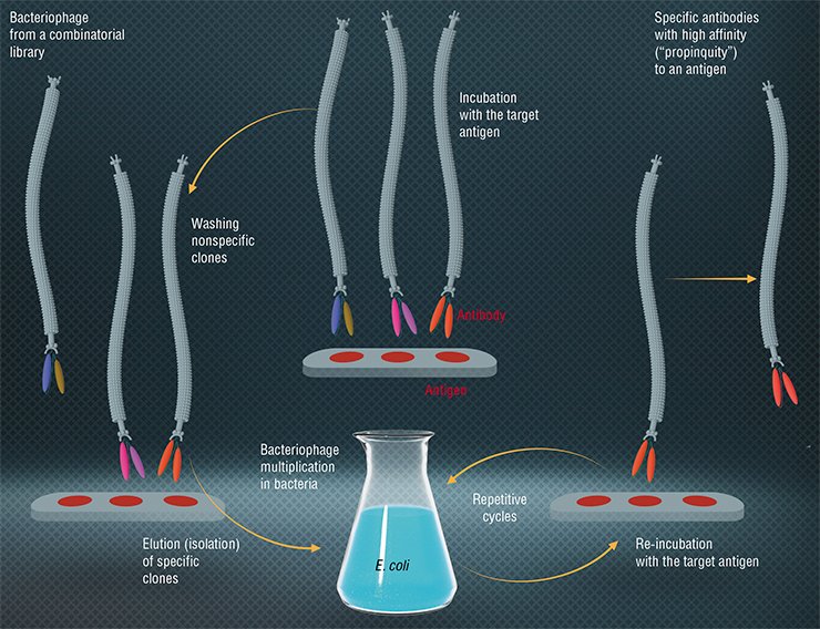 The schematic diagram of biopenning – selection of recombinant antibodies highly specific to a concrete antigen target – from the combinatorial library of the phage display based on filamentous bacteriophages. From: (Tikunova, Morozova, 2009) The schematic diagram of biopenning – selection of recombinant antibodies highly specific to a concrete antigen target – from the combinatorial library of the phage display based on filamentous bacteriophages. From: (Tikunova, Morozova, 2009)
