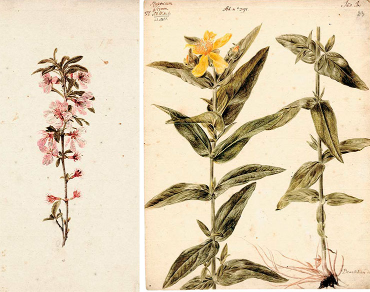 Слева – Rubus (малина, малинник). Рис. И. В. Люрсениуса. Акварель, карандаш. СПФ АРАН. Р. I. Оп. 105. Д. 22. Л. 67. Справа – Hypericum asciron (зверобой большой). Рис. И. Х. Беркхана к 4-му тому Flora Sibirica И. Г. Гмелина (1769). Акварель, карандаш. СПФ АРАН. Р. I. Оп. 105. Д. 22. Л. 23