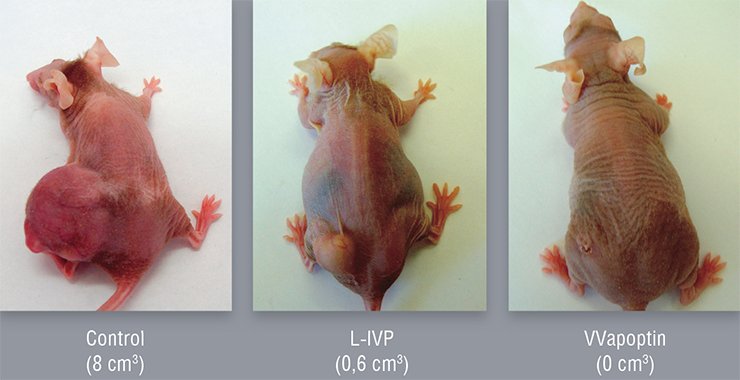 The genetically modified vaccinia virus strain VVapoptin, carrying the inserted gene encoding the protein apoptin, engineered at the State Research Center of Virology and Biotechnology Vector displays a higher cytotoxic effect towards the epidermoid carcinoma cells grafted to thymusless mice as compared with the initial strain L-IVP. Tumor size is parenthesized