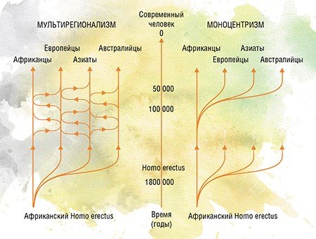 Теория происхождения и эволюции человека в свою очередь тоже эволюционировала. Простую «линейную» модель сменили две «древовидные». Мультирегиональная модель (слева) предполагает независимое формирование современного человека в разных регионах планеты, а моноцентрическая (справа), базирующаяся на изучении древней ДНК, настаивает на его африканском происхождении при ограниченном скрещивании с архаичными людьми. По: (Gibbons, 2011)