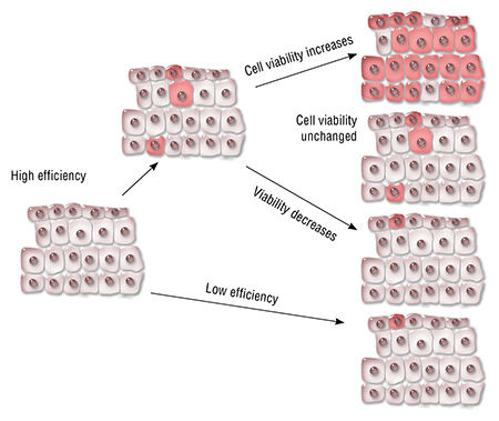 The efficiency of therapeutic genome editing depends on the viability of the modified cells. If the modification improves the cells’ viability, they will replace cells with the mutant genotype. Based on: (Cox et al., 2015)