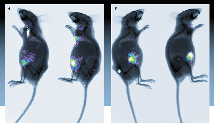 “Nude” mice were subcutaneously inoculated with the A431 human carcinoma cells in two distant locations. One of the formed xenografts was used as the aim for treatment with a recombinant vaccinia virus (A), while the second one played the role of a metastasis (B). Treatment was done by a single injection of the tumor with an attenuated recombinant vaccinia virus strain with deletions (loss) of two virulence genes – one for a viral growth factor another for thymidine kinase, which was replaced with the gene for a green fluorescent protein, GFP. The virus was detectable in the cells of the artificial metastasis two days after infection; in 8 days, it reached concentrations comparable with the infected tumor (~ 109 infective viral particles/µg). The study of organs and tissues of the mice revealed preferential reproduction of the recombinant virus in the tumor cells. Complete destruction of the tumor tissue was registered 12 days after the injection of the virus, and of the metastasis – 20 days after the injection. Research has shown that not only is the attenuated recombinant vaccinia virus capable of destroying the tissue of the primary tumor, but it also has a pronounced anti-metastatic effect even when administered locally peripherally (Kochneva et al., 2016). Photo – two live mice in UV light demonstrating targeted accumulation of the GFP fluorescent protein in tumor nodes (A) and metastases (B)