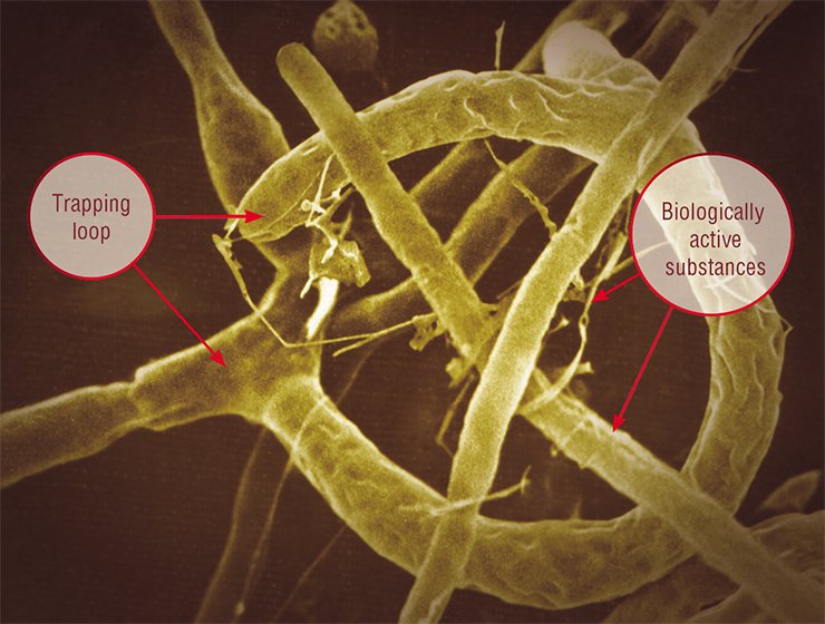 As early as 30 min after trapping a nematode with the help of sticky trapping loops. Scanning and light microscopy As early as 30 min after trapping a nematode with the help of sticky trapping loops. Scanning and light microscopy