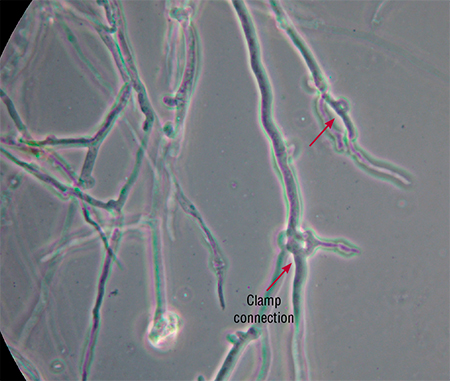 Mycelium of the oyster mushroom (Pleurotus pulmonarius). Oyster mushrooms are common in temperate forests on dead wood, stumps, and weakened livig trees – predominantly broadleaf. Oysters are tasty and useful mushrooms that are cultivated on a wide range of substrates