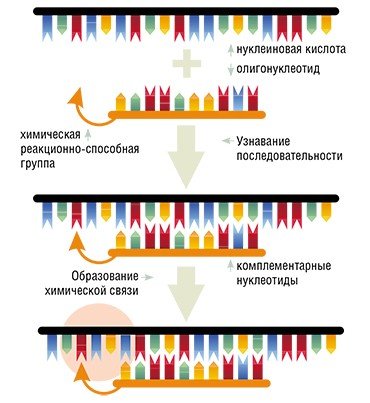На схеме – направленная химическая модификация нуклеиновой кислоты реакционно-способным производным олигонуклеотида 