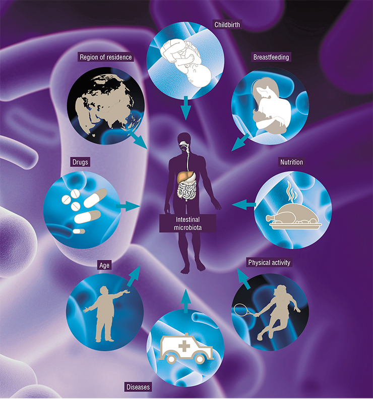There are many factors defining the structure and numbers of the intestinal microbiome of an individual. Key factors are connected to environmental peculiarities and to the individual’s personal history. Based on: (Quigley, 2017)