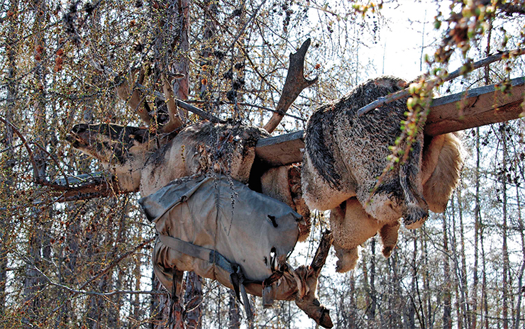 Remains of the sacrificial deer, the saddle and the belongings of a deceased Evenk at the cemetery of the settlement of Khonuu , Moma ulus, Yakutia Remains of the sacrificial deer, the saddle and the belongings of a deceased Evenk at the cemetery of the settlement of Khonuu , Moma ulus, Yakutia