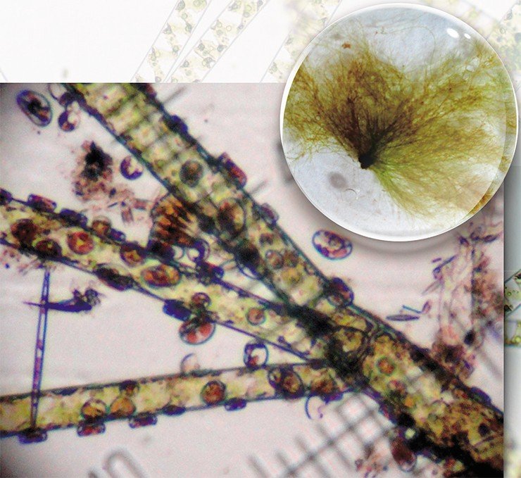 Справа: Общий вид таллома кладофоры гломераты (Cladophora glomerata L. Kütz). Слева: фрагмент таллома кладофоры гломераты, покрытый диатомовыми водорослями рода кокконеис (Cocconeis sp. Ehrenb). Световая микроскопия Справа: Общий вид таллома кладофоры гломераты (Cladophora glomerata L. Kütz). Слева: фрагмент таллома кладофоры гломераты, покрытый диатомовыми водорослями рода кокконеис (Cocconeis sp. Ehrenb). Световая микроскопия
