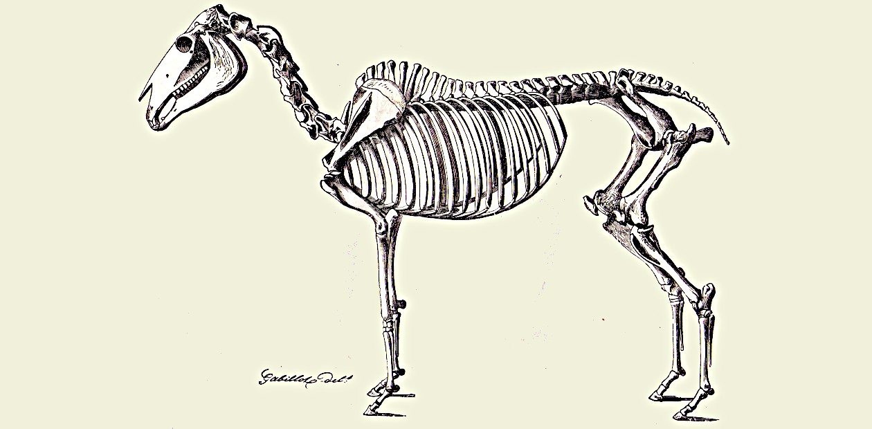 Скелет домашней лошади (Equus caballus). Рис. из кн. Chauveau A., Arloing S, Traité d'anatomie comparée des animaux domestiques (1890). Public Domain Скелет домашней лошади (Equus caballus). Рис. из кн. Chauveau A., Arloing S, Traité d'anatomie comparée des animaux domestiques (1890). Public Domain