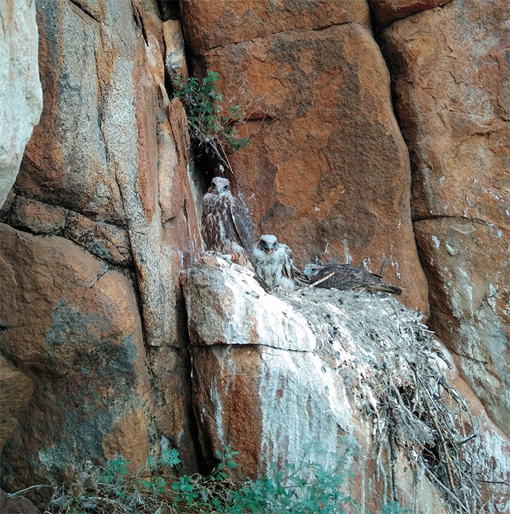 Saker falcon most often occupies other raptors’ nests, but it can also lay eggs right in a rock niche or on a cliff ledge