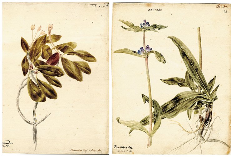 Left: Andromeda (bog rosemary). Drawing by J. Ch. Berckhan to the 4th volume of Flora Sibirica by J. G. Gmelin (1769). Gmelin indicated one of the Russian names of this plant, piana trawa, that is, vinous herb. Water color, pencil. SPB RASA . Coll. I. Inv. 105. File 22. Sheet 25. On Right: Swertia. Drawing by J. Ch. Berckhan to the 4th volume of Flora Sibirica by J. G. Gmelin (1769). Water color, pencil. SPB RASA. Coll. I. Inv. 105. File 22. Sheet 22 Left: Andromeda (bog rosemary). Drawing by J. Ch. Berckhan to the 4th volume of Flora Sibirica by J. G. Gmelin (1769). Gmelin indicated one of the Russian names of this plant, piana trawa, that is, vinous herb. Water color, pencil. SPB RASA . Coll. I. Inv. 105. File 22. Sheet 25. On Right: Swertia. Drawing by J. Ch. Berckhan to the 4th volume of Flora Sibirica by J. G. Gmelin (1769). Water color, pencil. SPB RASA. Coll. I. Inv. 105. File 22. Sheet 22