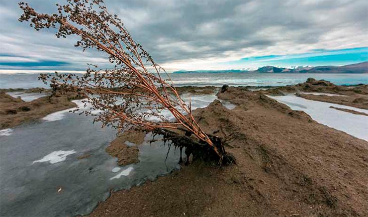 In some areas of North Baikal, a crust of rotten Spirogyra up to 10 m wide covers the once cozy beaches. October 2013. Photo by V. Korotkoruchko In some areas of North Baikal, a crust of rotten Spirogyra up to 10 m wide covers the once cozy beaches. October 2013. Photo by V. Korotkoruchko