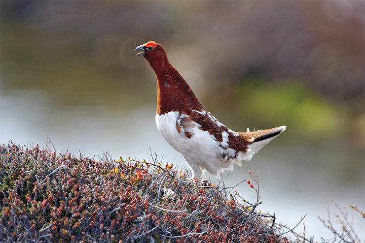 Throughout the Kronotsky Reserve, from the seaside area to mountainous tundra, you can come across white grouse. In the caldera of Uzon volcano, white grouse males arrange cock tournaments. The photo shows a white grouse male in the bridegroom outfit waging a rival Throughout the Kronotsky Reserve, from the seaside area to mountainous tundra, you can come across white grouse. In the caldera of Uzon volcano, white grouse males arrange cock tournaments. The photo shows a white grouse male in the bridegroom outfit waging a rival