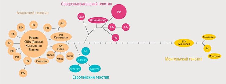 Для построения генотипической структуры альвеолярного эхинококка использовались нуклеотидные последовательности трех генов митохондриальной ДНК (cox1, cob и nd2). На основе полученных данных было выделено четыре разных генотипа (Nakao et al., 2009). Дальнейшие исследования позволили уточнить пространственное распределение генотипов, которое нашло отражение на схеме сети гаплотипов – уникальных наследуемых наборов аллелей исследуемых генетических локусов (вверху). Величина кружка на этом «родословном древе» отражает количество образцов определенного гаплотипа (маленькие кружки – единичные образцы); точки – гипотетические, но пока не обнаруженные гаплотипы. По: (Konyaev et al., 2013) Для построения генотипической структуры альвеолярного эхинококка использовались нуклеотидные последовательности трех генов митохондриальной ДНК (cox1, cob и nd2). На основе полученных данных было выделено четыре разных генотипа (Nakao et al., 2009). Дальнейшие исследования позволили уточнить пространственное распределение генотипов, которое нашло отражение на схеме сети гаплотипов – уникальных наследуемых наборов аллелей исследуемых генетических локусов (вверху). Величина кружка на этом «родословном древе» отражает количество образцов определенного гаплотипа (маленькие кружки – единичные образцы); точки – гипотетические, но пока не обнаруженные гаплотипы. По: (Konyaev et al., 2013)