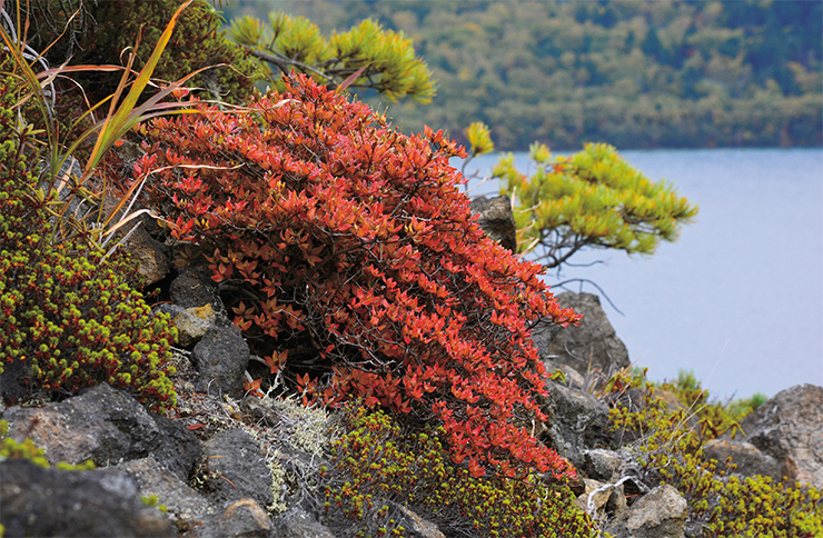 Рододендрон Чоноски (Rhododendron tschonoskii) – небольшой медленнорастущий теплолюбивый кустарник. В России произрастает только на территории южного участка заповедника на о. Кунашир. Очень декоративен как во время цветения, так и осенью. Фото А. Яковлева Рододендрон Чоноски (Rhododendron tschonoskii) – небольшой медленнорастущий теплолюбивый кустарник. В России произрастает только на территории южного участка заповедника на о. Кунашир. Очень декоративен как во время цветения, так и осенью. Фото А. Яковлева
