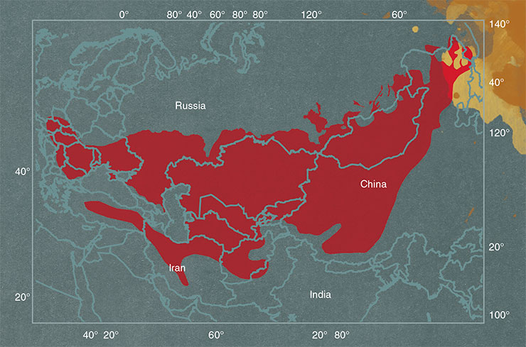 Until the 1970s, the saker falcon’s range covered a vast territory from Eastern Europe to the Far East and from the steppe belt of Eurasia to the Himalayas and the deserts of Iran