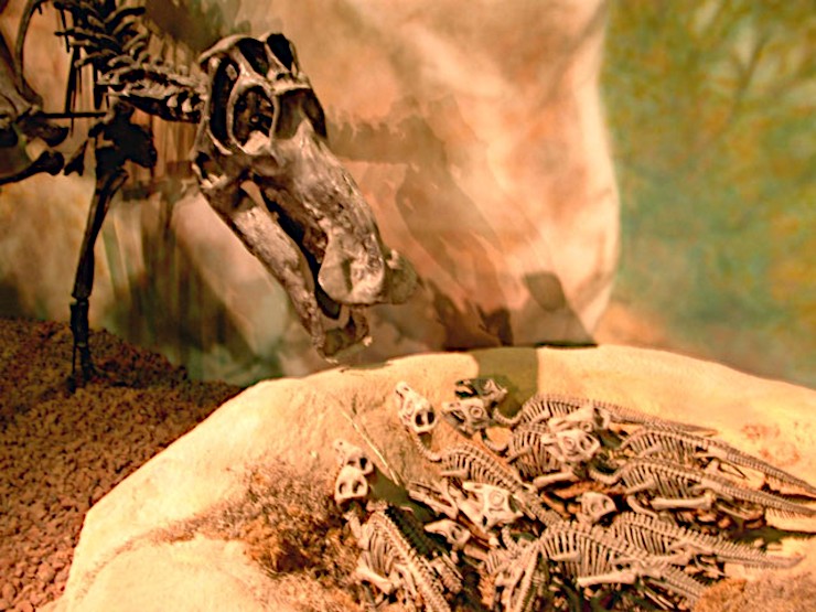Гнездо майазавра (Maiasaura peeblesorum). Вайомингский центр изучения динозавров, США. © CC BY-SA 3.0 Гнездо майазавра (Maiasaura peeblesorum). Вайомингский центр изучения динозавров, США. © CC BY-SA 3.0