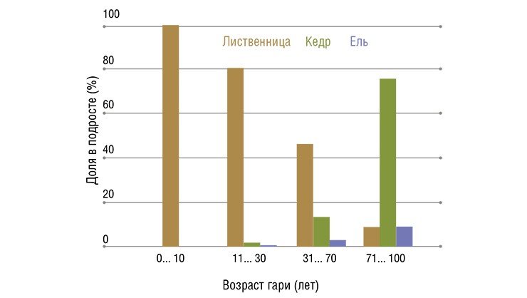 Первые годы гари зарастают преимущественно лиственницей, которая легко возобновляется на минерализованной пожаром земле. Со временем в подросте появляются кедр и ель