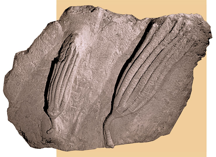 Ископаемая морская лилия Crinoidea (ПИН РАН, Москва)