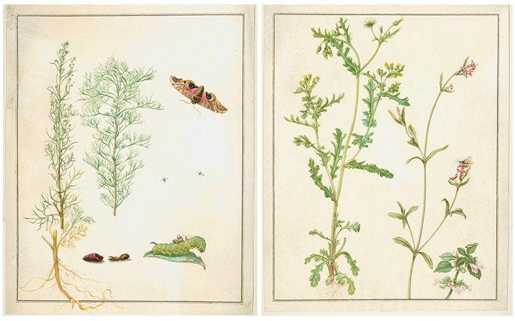 Слева – полынь-божье дерево (Artemisa abrotanum); глазчатый бражник (Smerinthus ocellatus), на гусенице бражника – хальцида, паразитический наездник (сем. Chalcididae). Конец XVII в. Пергамен, акварель, кроющие краски. СПФ АРАН. Р. IX. Оп. 8. Д. 17. Справа – Растения: крестовник обыкновенный (Senecio vulgaris), чибер горный (Satureja montana), яснотка пятнистая (Lamium maculatum); насекомое: настоящий пилильщик (сем. Tenthredinidae). Конец XVII в. Пергамен, акварель, кроющие краски. СПФ АРАН. Р. IX. Оп. 8. Д. 15