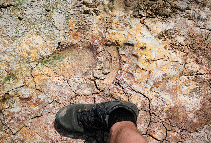 The Geyser Valley is home to numerous bears. The footprints of the local masters can be seen everywhere. Next to one of them a tourist boot of size 13 is put to show the scale The Geyser Valley is home to numerous bears. The footprints of the local masters can be seen everywhere. Next to one of them a tourist boot of size 13 is put to show the scale