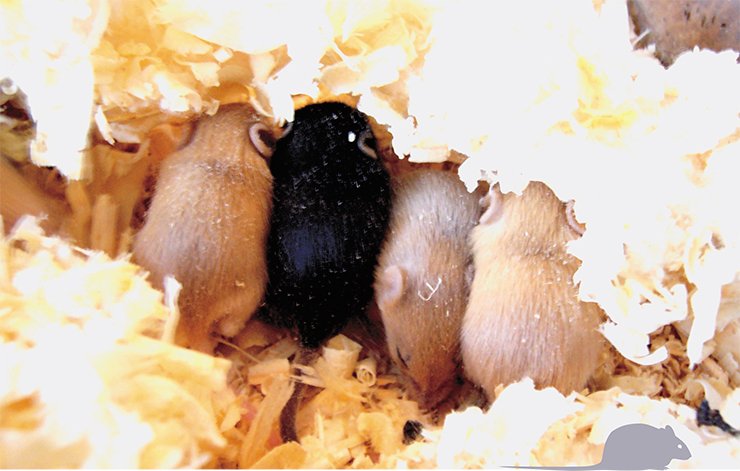 Мыши, несущие два гена доминантной мутации Agouti yellow (Аʸ/Аʸ), нежизнеспособны. Поэтому для получения желтых мышат скрещивают гетерозигот по этой мутации (Аʸ/а) с гомозиготами по рецессивной мутации nonagouti (а/а). Согласно менделеевскому расщеплению потомство получается разноцветным: половина мышат имеет генотип Ау/а и желтый цвет шерсти, а половина — генотип а/а и черный цвет шерсти Мыши, несущие два гена доминантной мутации Agouti yellow (Аʸ/Аʸ), нежизнеспособны. Поэтому для получения желтых мышат скрещивают гетерозигот по этой мутации (Аʸ/а) с гомозиготами по рецессивной мутации nonagouti (а/а). Согласно менделеевскому расщеплению потомство получается разноцветным: половина мышат имеет генотип Ау/а и желтый цвет шерсти, а половина — генотип а/а и черный цвет шерсти