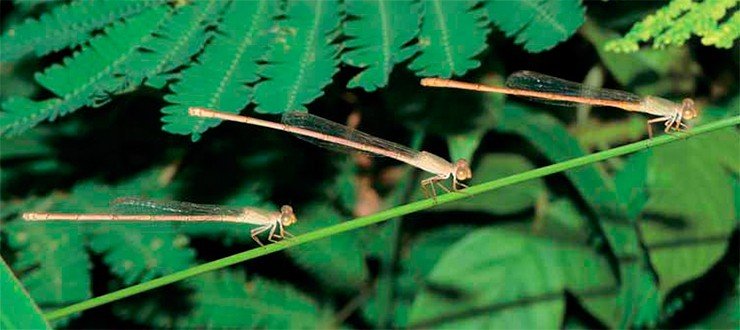 Парад самцов Ceriagrion olivaceum (Камбоджа). Фото О. Костерина Парад самцов Ceriagrion olivaceum (Камбоджа). Фото О. Костерина