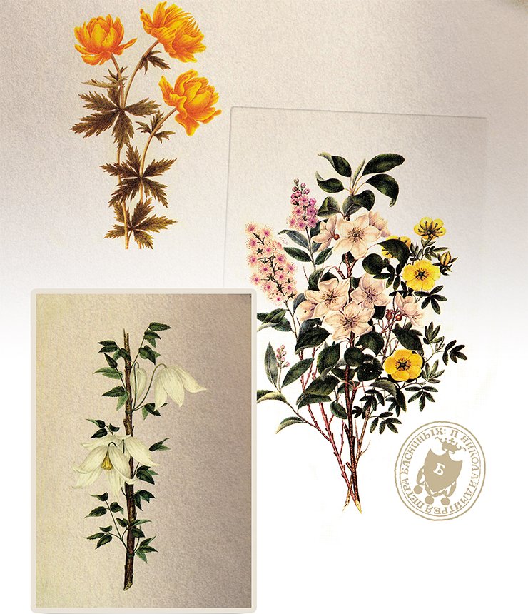 Siberian plants: from top down: Asian globe-flower (Trollius asiaticus L.), a bunch of wild-growing woody plants, and Siberian clematis (Atragene sibirica L.). on the previous page: Daurian rhododendron (Rododendron davuricum L.); Watercolor by P. I. Borisov From: (Kuibysheva, Safonova, 1986) Siberian plants: from top down: Asian globe-flower (Trollius asiaticus L.), a bunch of wild-growing woody plants, and Siberian clematis (Atragene sibirica L.). on the previous page: Daurian rhododendron (Rododendron davuricum L.); Watercolor by P. I. Borisov From: (Kuibysheva, Safonova, 1986)