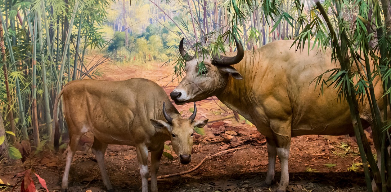 Бантенги (Bos javanicus) находятся на грани исчезновения в Юго-Восточной Азии, но прекрасно чувствуют себя в Австралии. © CC BY 3.0/Scott Nelson Бантенги (Bos javanicus) находятся на грани исчезновения в Юго-Восточной Азии, но прекрасно чувствуют себя в Австралии. © CC BY 3.0/Scott Nelson