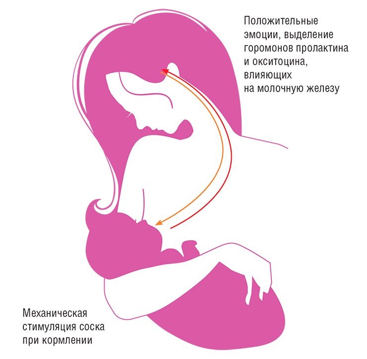 Детско-родительские отношения – система с большим количеством обратных связей. Например, при грудном кормлении образуется нервно-эндокринная дуга, способная в течение долгого времени поддерживать материнское поведение 