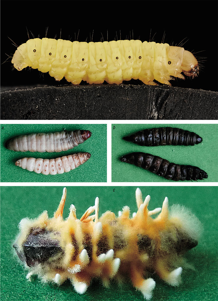 Wax moth larvae can grow up to 1.8 cm in size. They live in the hives of honey bees, feeding on honey, bee bread, and wax combs. Public Domain. Photo: (a) wax moth larvae infected with the entomopathogenic fungus Cordyceps militaris; (b) larvae that died from infection caused by bacteria of the genus Enterobacter and Enterococcus; (c) a larva with a developed entomopathogenic fungus Cordyceps farinosa (spore-bearing outgrowths are visible on the surface of the larva’s body). Photo by V. Kryukov Wax moth larvae can grow up to 1.8 cm in size. They live in the hives of honey bees, feeding on honey, bee bread, and wax combs. Public Domain. Photo: (a) wax moth larvae infected with the entomopathogenic fungus Cordyceps militaris; (b) larvae that died from infection caused by bacteria of the genus Enterobacter and Enterococcus; (c) a larva with a developed entomopathogenic fungus Cordyceps farinosa (spore-bearing outgrowths are visible on the surface of the larva’s body). Photo by V. Kryukov