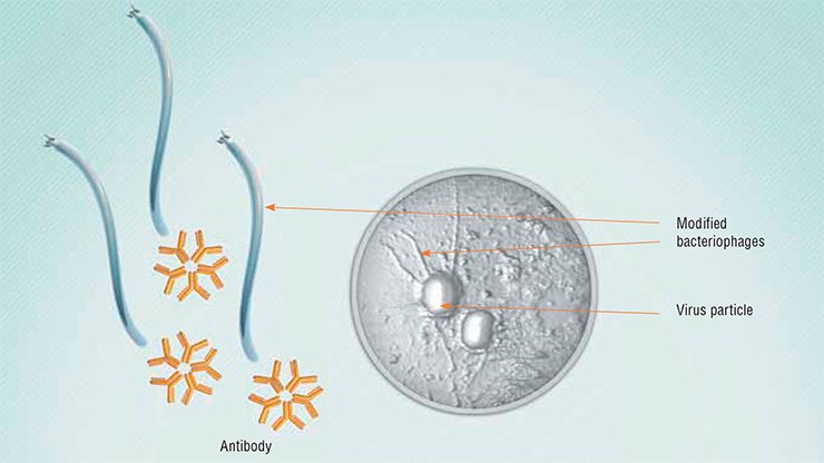 Currently, phages can be used not only directly as bactericidal agents, but also as carriers for drug delivery, be it an antibody or a chemical therapeutic. Above: The phages carrying antibodies to the vaccinia virus attack this virus. Atomic force microscopy. Photo by the courtesy of G. Shevelev and D. V. Pyshnyi Currently, phages can be used not only directly as bactericidal agents, but also as carriers for drug delivery, be it an antibody or a chemical therapeutic. Above: The phages carrying antibodies to the vaccinia virus attack this virus. Atomic force microscopy. Photo by the courtesy of G. Shevelev and D. V. Pyshnyi