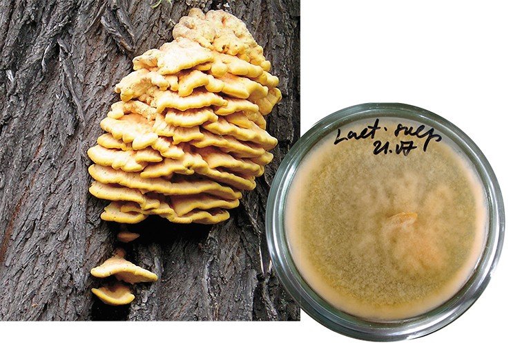 Трутовик серно-желтый (Laetiporus sulphureus) в Европе и США считается съедобным и разводится в культуре. В Белоруссии полученная из гриба пищевая добавка летипорин рекомендована для восстановления витаминной и минеральной недостаточности и повышения устойчивости к простудным заболеваниям (Бабицкая и др., 2006)