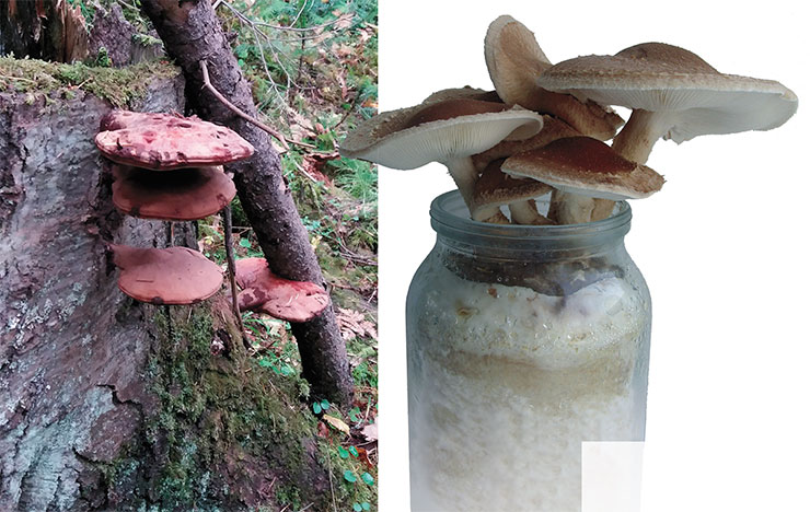 Трутовик лакированный (Ganoderma lucidum) известен в России под японским именем «рейши» (слева). Обладает антиревматическими, противоопухолевыми и иммуномодулирующими свойствами. Выращивается в культуре для медицинских целей. © CC BY 4.0/ Nina Filippova. Шиитаке (Lentinus edodes) по объему производства в мире обогнал такие традиционные культивируемые грибы, как шампиньон и вешенка. Его успешно выращивают на фермах, а специалист может делать это на даче и даже дома. Фото Д. Минакова Трутовик лакированный (Ganoderma lucidum) известен в России под японским именем «рейши» (слева). Обладает антиревматическими, противоопухолевыми и иммуномодулирующими свойствами. Выращивается в культуре для медицинских целей. © CC BY 4.0/ Nina Filippova. Шиитаке (Lentinus edodes) по объему производства в мире обогнал такие традиционные культивируемые грибы, как шампиньон и вешенка. Его успешно выращивают на фермах, а специалист может делать это на даче и даже дома. Фото Д. Минакова