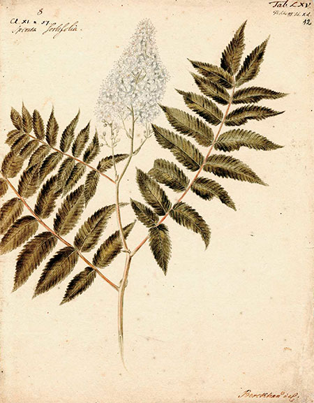 Spiraea Sorbifolia (рябинник). И. Г. Гмелин прислал семена рябинника в Петербург, где их высеяли в Ботаническом саду. Впоследствии кустарник был распространен по всей России. Рис. И. Х. Беркхана к 3-му тому Flora Sibirica И. Г. Гмелина (1769). Акварель, карандаш. СПФ АРАН. Р. I. Оп. 105. Д. 22. Л. 12