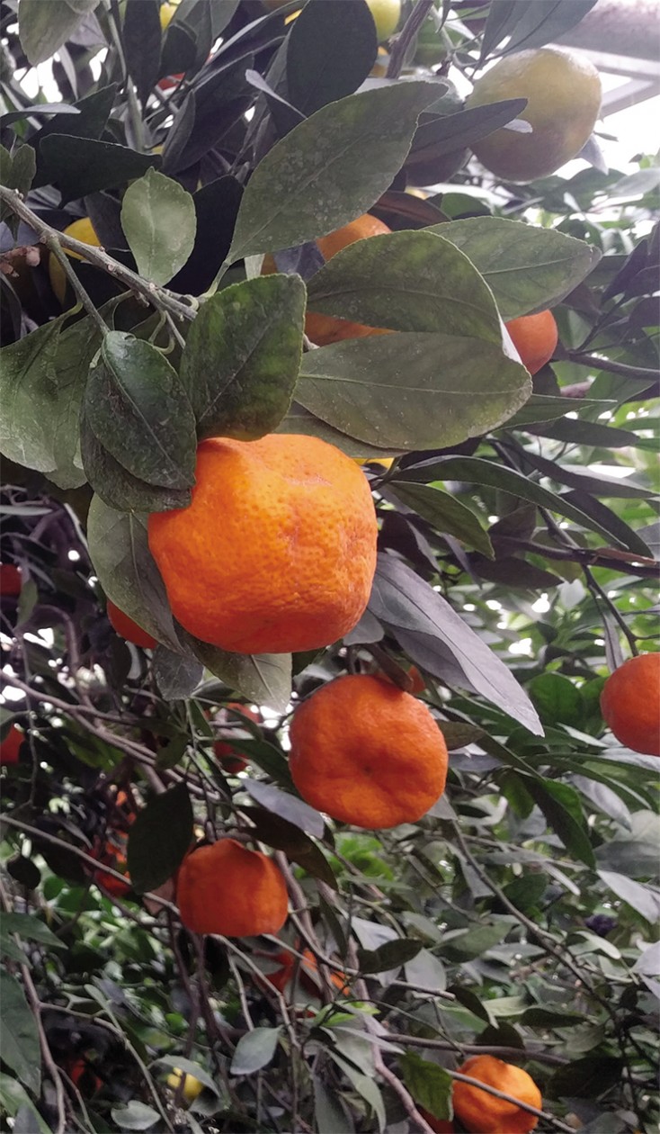 This amazing tree in the orchard house of the Central Siberian Botanical Garden SB RAS (Novosibirsk) is called the Friendship Tree, or the Orchard Tree: it is the result of multiple citrus grafts on a grapefruit base: tangerines, lemons, oranges, pomelos, and others. Photo: T. Morozova