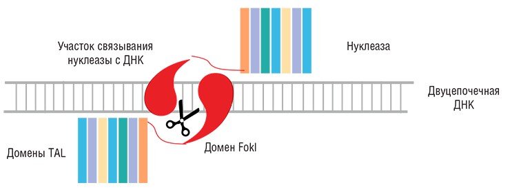 Каждый из белковых доменов TALE узнает один нуклеотид ДНК. Как и zinc-finger нуклеазы, нуклеазыTALENs обычно используют нуклеазный домен FokI. Нуклеазы также работают парами: каждый из «распознающих» блоков узнает свой специфический участок целевой ДНК 