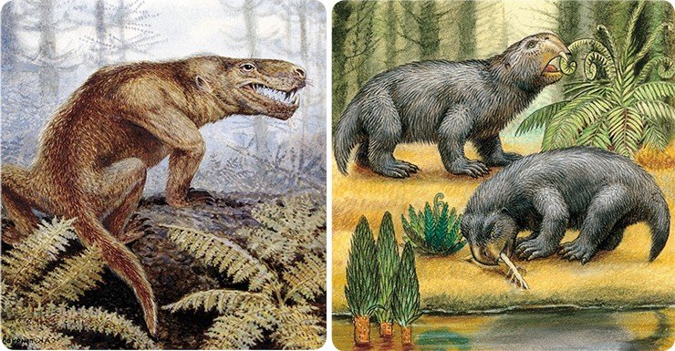 Слева: этот хищный синапсид – завроктон (Sauroctonus progressus) – достигал размера волка. Конец перми, Татария. Справа: в раннем триасе растительноядные синапсиды листрозавры, подобные этим небольшим Lystrosaurus georgi, были распространены по всей планете. Ранний триас, Нижегородская область. Рис. из эспозиции ПИН РАН