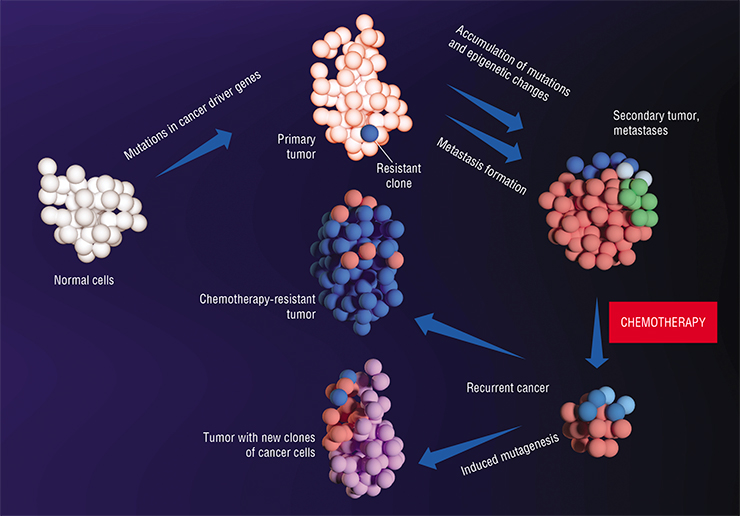 Normal tissue cells behave predictably: we know their proliferation rate, life expectancy, and the ways they interact with other cells. Malignant transformation accompanied by accumulating mutations gradually makes the tumor genetically heterogeneous, i.e. they comprise different clones of cancer cells. Chemotherapy kills cancer cells sensitive to the drug; other cells survive and proliferate. Chemotherapy drugs themselves are mutagenic and can provoke changes in the genome of the cancer cells, giving rise to new tumor clones. At this stage, the behavior of cancer cells becomes unpredictable, as they acquire new properties due to genetic and epigenetic changes. Based on: (Baranova, 2017) Normal tissue cells behave predictably: we know their proliferation rate, life expectancy, and the ways they interact with other cells. Malignant transformation accompanied by accumulating mutations gradually makes the tumor genetically heterogeneous, i.e. they comprise different clones of cancer cells. Chemotherapy kills cancer cells sensitive to the drug; other cells survive and proliferate. Chemotherapy drugs themselves are mutagenic and can provoke changes in the genome of the cancer cells, giving rise to new tumor clones. At this stage, the behavior of cancer cells becomes unpredictable, as they acquire new properties due to genetic and epigenetic changes. Based on: (Baranova, 2017)