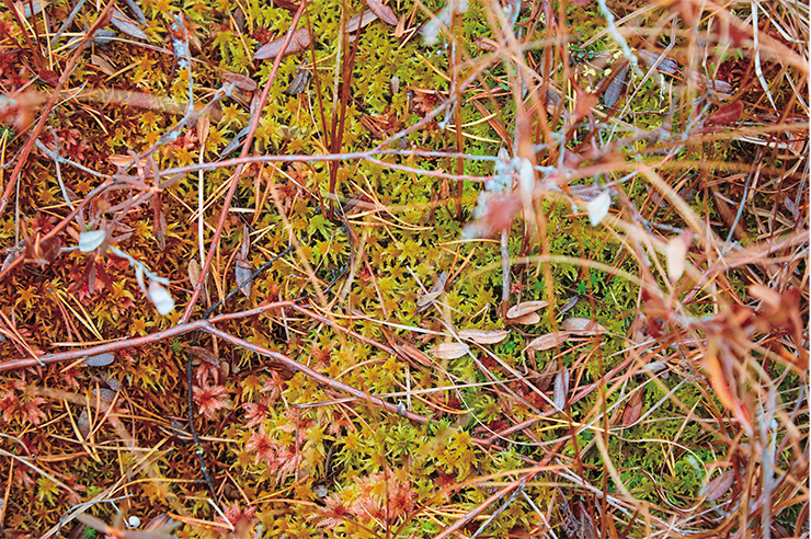 The sphagnum moss is the key peat-forming plant. The great Vasyugan Mire. Photo: A. Tupitsyna The sphagnum moss is the key peat-forming plant. The great Vasyugan Mire. Photo: A. Tupitsyna