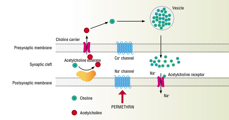When a nerve impulse is transmitted between two neurons, sodium ions must move through special pores, i.e., sodium channels, in the postsynaptic membrane. Synthetic pyrethroids, specifically permethrin, are neurotropic poisons. When they enter the body of an arthropod, they selectively bind to the lipophilic environment of the membrane on the side of the inactivation gate of the sodium channel in nerve cells (Tkachev, 2004). As a result, the membrane depolarizes and the sodium channel opens and closes considerably slower, leading to a change in the speed of the sodium ion current. The transmission of the nerve impulse is disrupted, and the organism is paralyzed, leading to its death