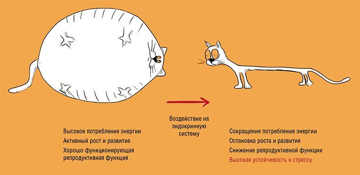 Чувствительность или устойчивость к стрессу во многом определяются функционированием эндокринной системы. Так, в экспериментах на черве C. еlegans подавление действия некоторых гормонов, в частности инсулина и гормона роста (с помощью создания генно-инженерных штаммов, например, без рецепторов к этим гормонам), повышает устойчивость к стрессу и может продлить продолжительность жизни червя в шесть раз Чувствительность или устойчивость к стрессу определяются функционированием эндокринной системы