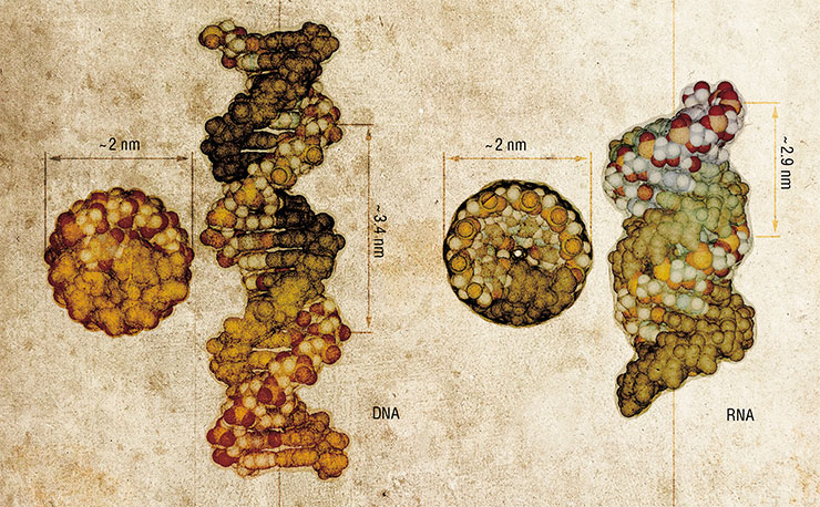 One of the most wondrous natural polymers, DNA, normally consists of two helical chains held together by complementary bonding between their monomers (nucleotides). The other nucleic acid, RNA, also can form helical structures, albeit tighter than DNA