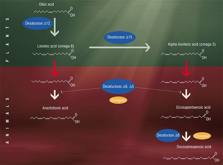 Only plants have the specific enzymes, desaturases, allowing for synthesis of initial polyunsaturated fatty acids of the omega-6 and omega-3 families. Having consumed such acids with food, animals in principle are able to synthesize the corresponding long-chain PUFAs of them. The enzymes extending the carbon chain, elongases, are also involved in this synthesis Only plants have the specific enzymes, desaturases, allowing for synthesis of initial polyunsaturated fatty acids of the omega-6 and omega-3 families. Having consumed such acids with food, animals in principle are able to synthesize the corresponding long-chain PUFAs of them. The enzymes extending the carbon chain, elongases, are also involved in this synthesis