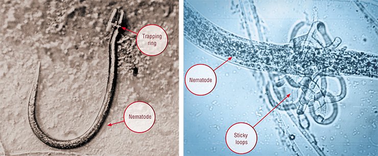 The hunting tools of predatory fungi are rather diverse, including contracting rings, sticky loops, and even “chemical weapons”.Photo shows a successfully caught prey: a soil nematode constricted with a trapping ring of the fungus Dactylariopsis brochopaga (left) and a nematode trapped into sticky loops of the fungus Arthrobotrys compacta (right). Light microscopy The hunting tools of predatory fungi are rather diverse, including contracting rings, sticky loops, and even “chemical weapons”.Photo shows a successfully caught prey: a soil nematode constricted with a trapping ring of the fungus Dactylariopsis brochopaga (left) and a nematode trapped into sticky loops of the fungus Arthrobotrys compacta (right). Light microscopy