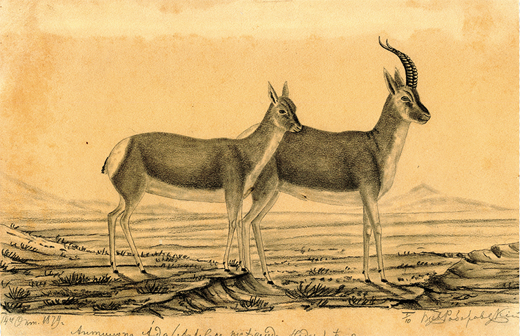 Tibetan gazelle. This little creature lives in the high valleys and deep gorges of the Nan Shan mountain system. 1879. Paper, pencil. Smolensk State Museum and Reserve