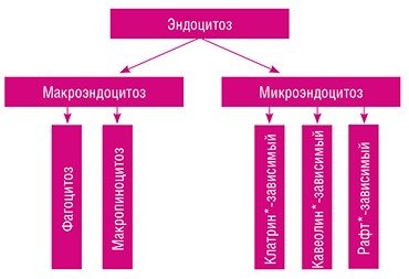 Эндоцитоз – процесс захвата клеткой веществ путем втягивания участка плазматической мембраны и последующим формированием различных пузырьков с внеклеточным содержимым