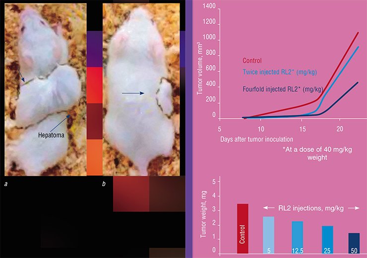 The apoptotic properties of RL2 protein have been tested in the laboratory mice with malignant HA-1 hepatoma subcutaneously inoculated in the shoulder area. On day 15 after tumor inoculation, the tumor volume in the animals without treatment was no less than 10 mm3 (a). As for the animals injected with RL2 daily (b), the tumor growth was noticeably suppressed in a dose-dependent manner (right)