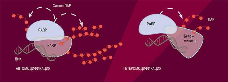 Ферменты PARP, которые катализируют синтез ПАР, могут присоединять эти молекулы либо к себе (автомодификация), сами при этом деактивируясь, либо к другим белкам-мишеням (гетеромодификация) Ферменты PARP, которые катализируют синтез ПАР, могут присоединять эти молекулы либо к себе (автомодификация), сами при этом деактивируясь, либо к другим белкам-мишеням (гетеромодификация)